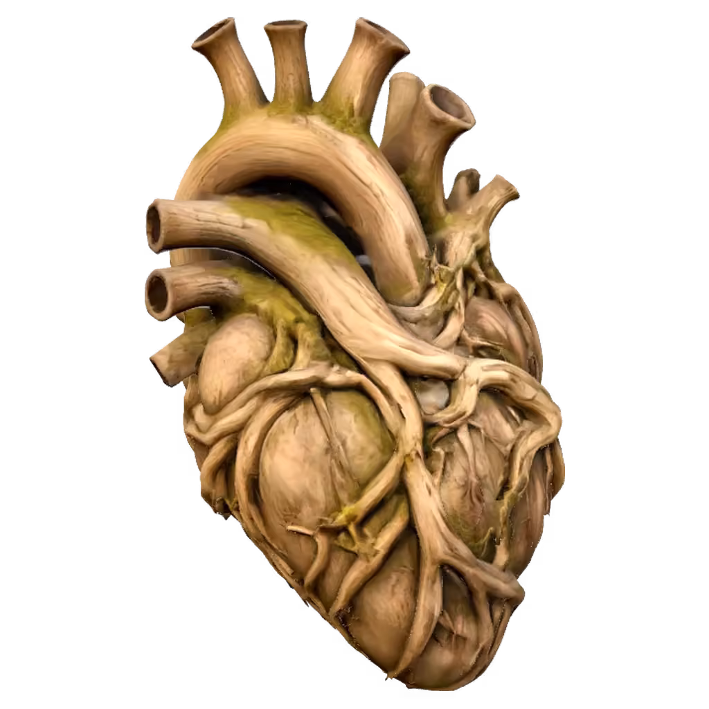 Anatomical heart